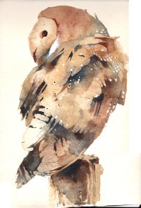 Barn Owl